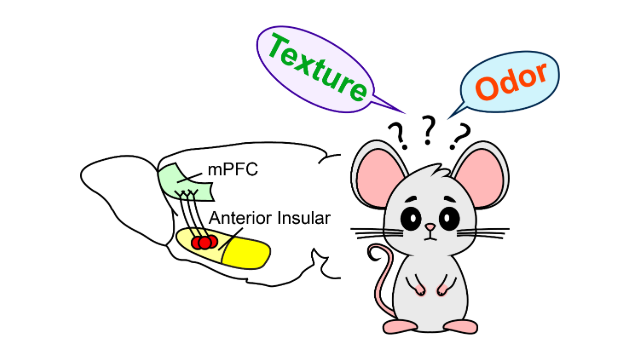 Congratulations on Shaorong’s new paper “Targeting insulo-frontal pathway to reduce stress-evoked cognitive rigidity.”