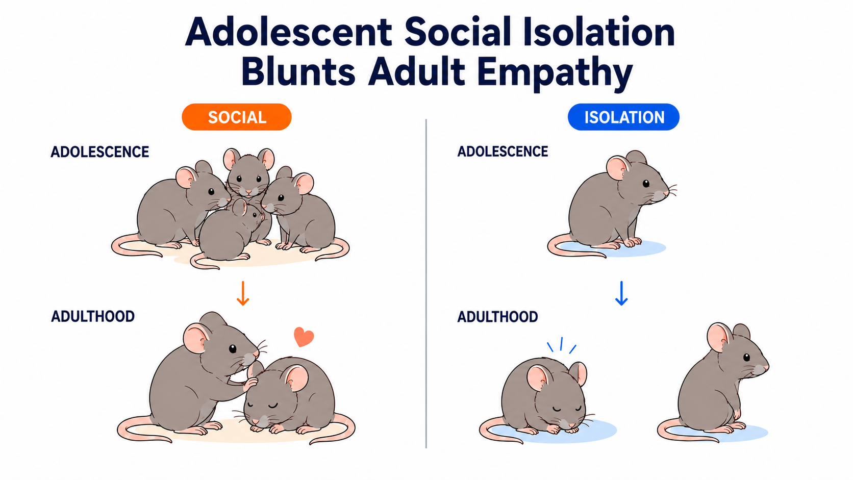 Congratulation on Hyo Gun’s paper “Adolescent social isolation induces persistent impairments in emotional discrimination and helping behavior”.